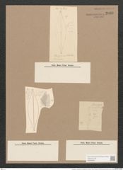 Pleurosigma ? lanceolatum var. cuspidatum Cl. (de-Toni-Nr.: Genus 13, Species 1019) Zeichnungen Sammlung Grunow Nr. 2080 (NHMW-BOT-W0368945)